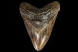 Fossil Megalodon Tooth - Serrated Blade #90056-2